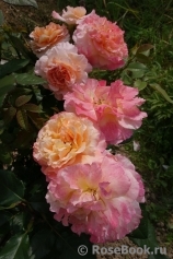 Augusta Luise Augusta Luise