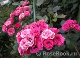 Lovely Lydia® Lovely Lydia®