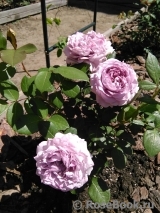 Novalis Novalis