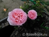 Abraham Darby Abraham Darby