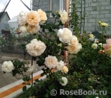 Crocus Rose® Crocus Rose®