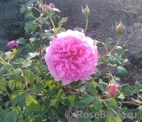 Princess Alexandra of Kent Princess Alexandra of Kent