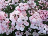 Heavenly Pink Heavenly Pink