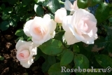 Aspirin Rose Aspirin Rose