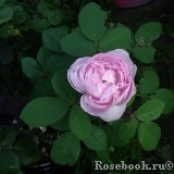 Marguerite de Roman