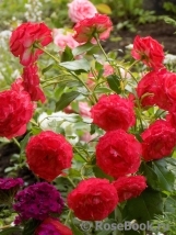 Planten un Blomen® Planten un Blomen®