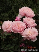 The Alnwick Rose The Alnwick Rose