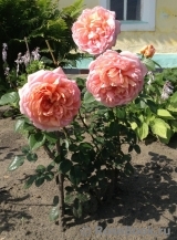 Abraham Darby Abraham Darby