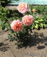 Abraham Darby Abraham Darby