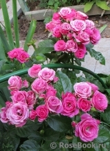 Lovely Lydia® Lovely Lydia®