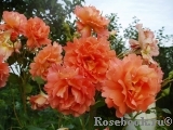Westerland Westerland