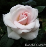 Aspirin Rose Aspirin Rose