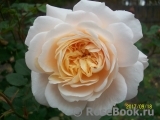 Crocus Rose® Crocus Rose®