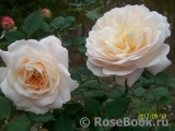 Crocus Rose® Crocus Rose®
