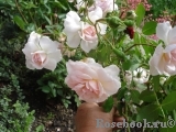Aspirin Rose Aspirin Rose