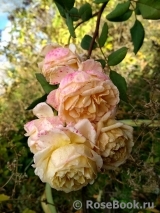 Crown Princess Margareta® Crown Princess Margareta®