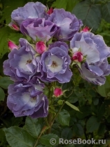 Blue for You Blue for You