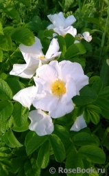 Rosa rugosa f. Alba Rehder Rosa rugosa f. Alba Rehder
