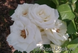 Aspirin Rose Aspirin Rose