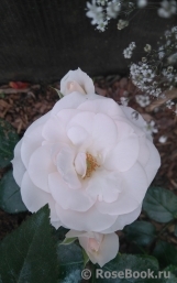 Aspirin Rose Aspirin Rose