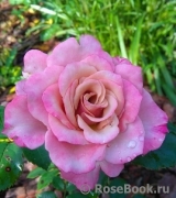 Augusta Luise Augusta Luise
