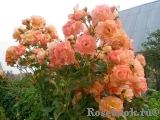 Westerland Westerland