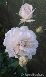 Chandos Beauty Chandos Beauty