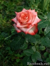 Blush Blush