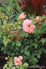 Augusta Luise Augusta Luise