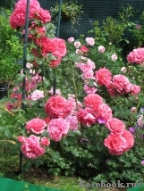 Rosarium Uetersen Rosarium Uetersen