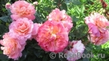 Augusta Luise Augusta Luise