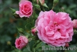 Uetersens Rosenprinzessin ® Uetersens Rosenprinzessin ®