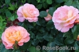 Rosemary Harkness Rosemary Harkness