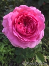 Princess Alexandra of Kent Princess Alexandra of Kent