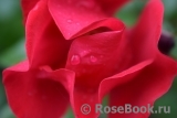 Robusta Robusta