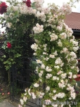 Lykkefund 