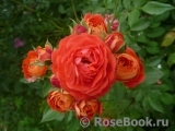 Starlet®-Rose Carmen® Starlet®-Rose Carmen®