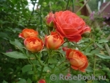 Starlet®-Rose Carmen® Starlet®-Rose Carmen®