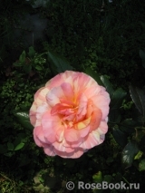 Rose La Rose des Impressionnistes Rose La Rose des Impressionnistes