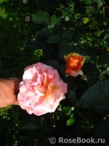 Rose La Rose des Impressionnistes Rose La Rose des Impressionnistes