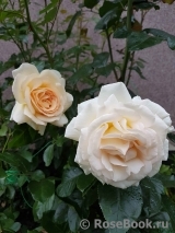 Anastasia ® Anastasia ®