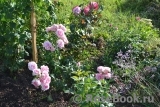 Home & Garden Home & Garden