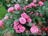 Baronesse Baronesse