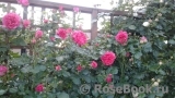 Rosarium Uetersen Rosarium Uetersen