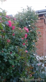 Rosarium Uetersen Rosarium Uetersen