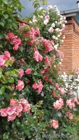 Rosarium Uetersen Rosarium Uetersen