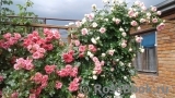 Rosarium Uetersen Rosarium Uetersen