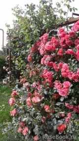 Rosarium Uetersen Rosarium Uetersen