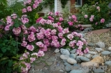 Apple Blossom Apple Blossom