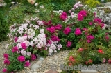 Heavenly Pink Heavenly Pink